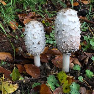 Shaggy Mane