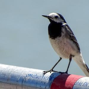 White Wagtail