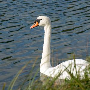 Mute Swan