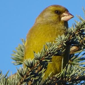 European Greenfinch