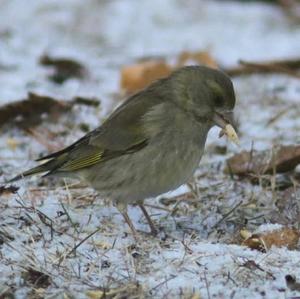 European Greenfinch