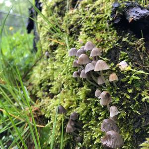 Non-inky Coprinus