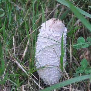 Shaggy Mane