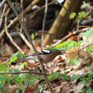 Eurasian Chaffinch