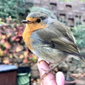 European Robin