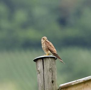 Common Kestrel