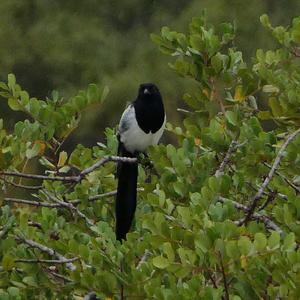 Black-billed Magpie