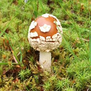 Fly Agaric