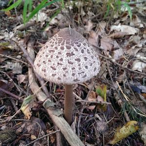 Parasol Mushroom