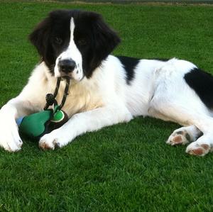Unknown Breed