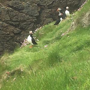 Atlantic Puffin