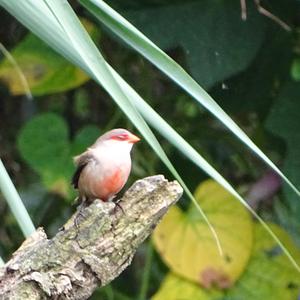 Common Waxbill