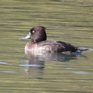 Tufted Duck