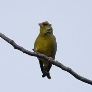 European Greenfinch