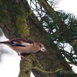 Hawfinch