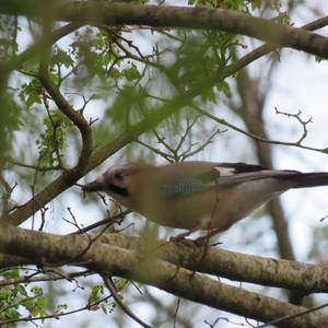 Eurasian Jay