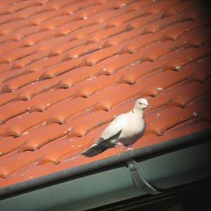 Eurasian Collared-dove