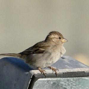 House Sparrow