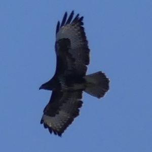 Common Buzzard