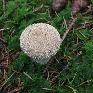 Gem-studded Puffball