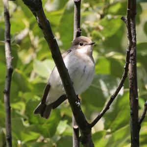 European Pied Flycatcher