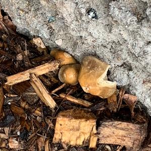 Wine-cap Stropharia