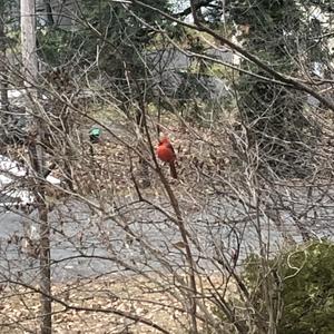 Northern Cardinal