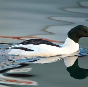 Common Merganser