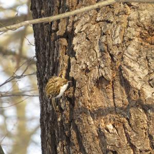 Short-toed Treecreeper