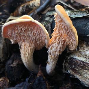 Hedgehog Fungus, Common