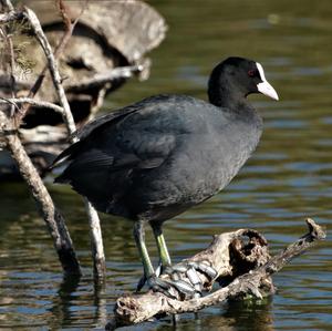 Common Coot