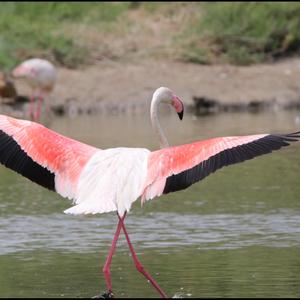 Greater Flamingo