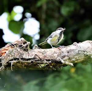 Great Tit