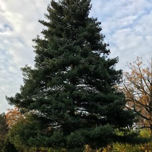 White Pine (Eastern)