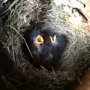 European Robin