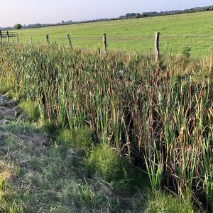 Narrow-leaved Cattail