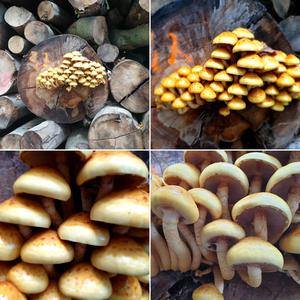 Golden Pholiota