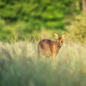 European Roe Deer