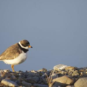 Semipalmated Plover