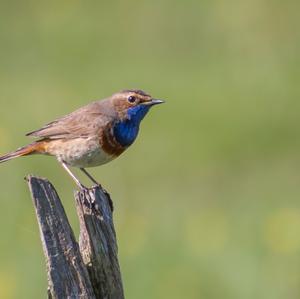 Blaukehlchen