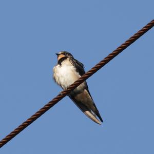 Barn Swallow