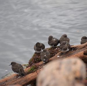 Black Turnstone