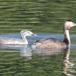 Great Crested Grebe