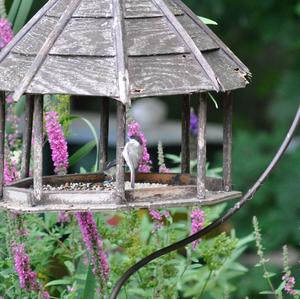 Marsh Tit