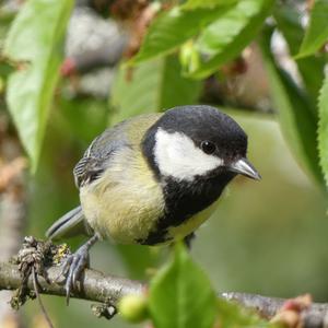 Great Tit