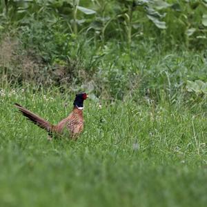 Common Pheasant