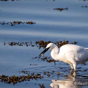 Little Egret