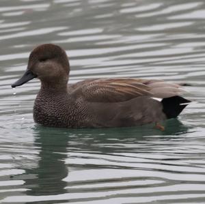 Gadwall