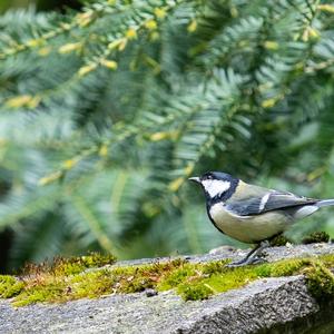 Great Tit