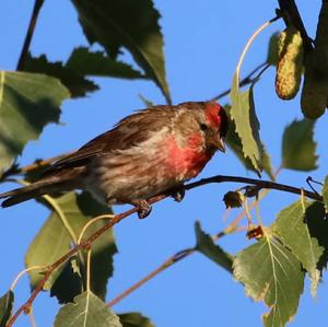 Common Redpoll